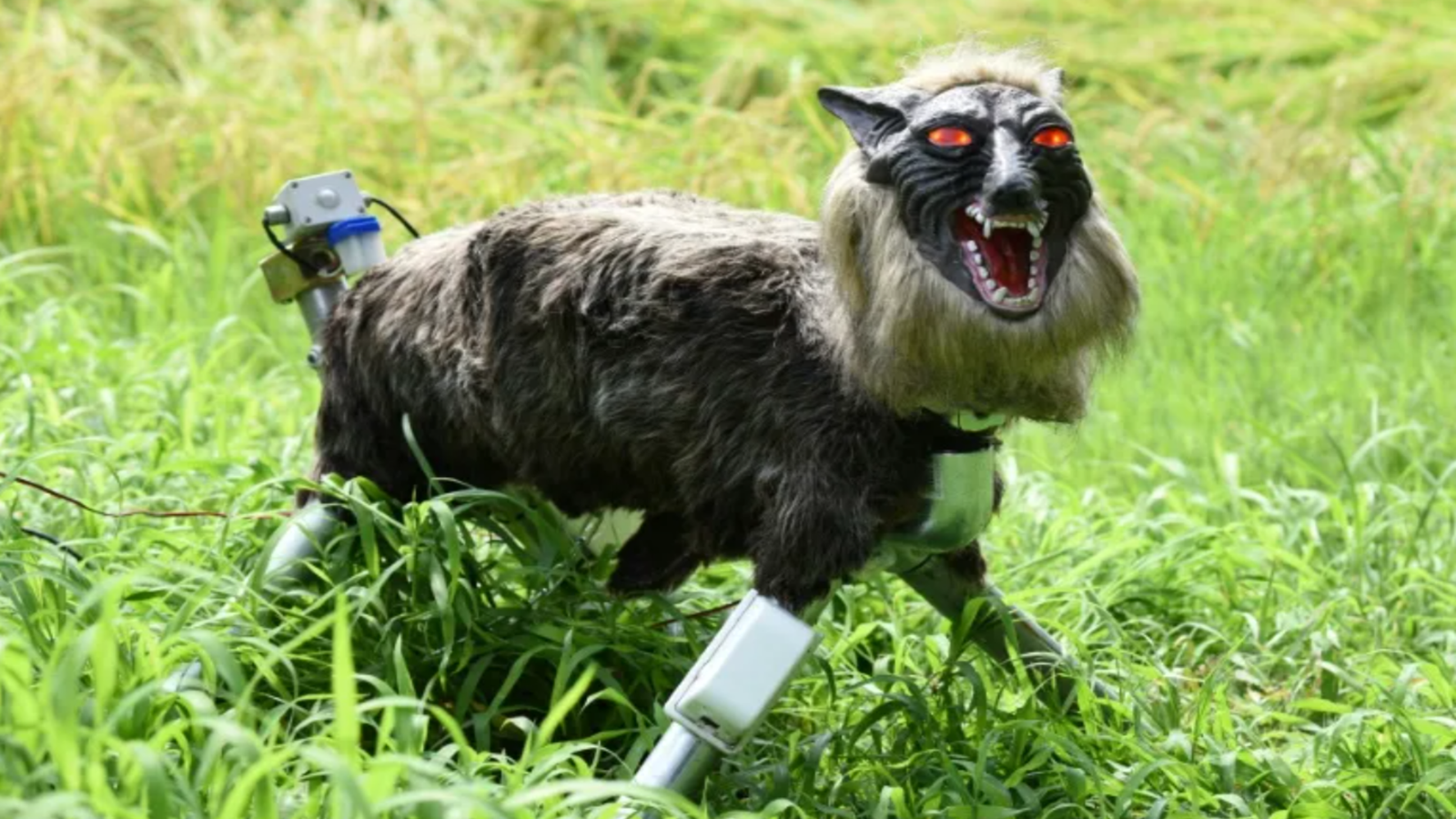 Japan’s terrifying robot wolf is selling faster than factories can build them during exploding nationwide bear attacks Japan’s terrifying robot wolf is selling faster than factories can build them during exploding nationwide bear attacks