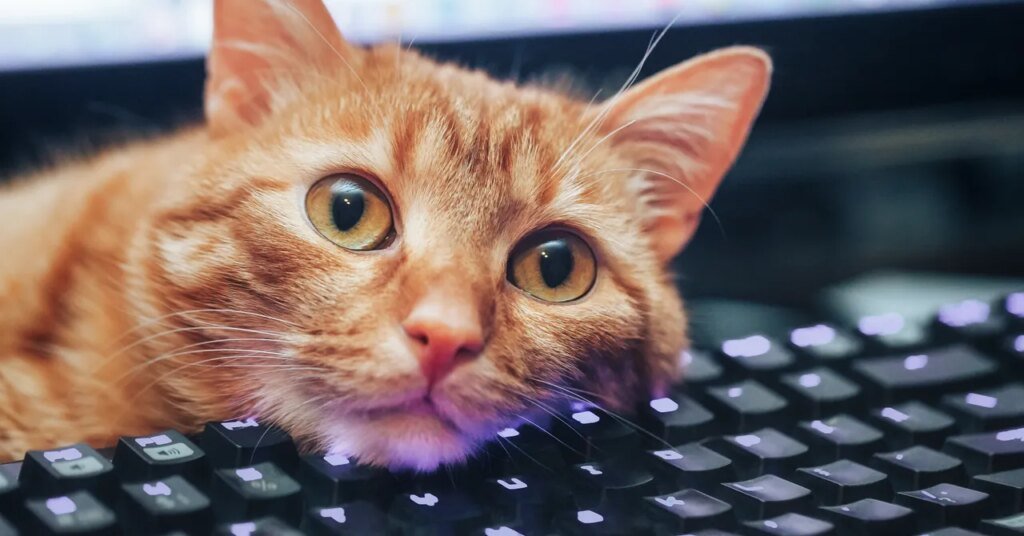 Keyboard Shortcuts I Learned From My Cat