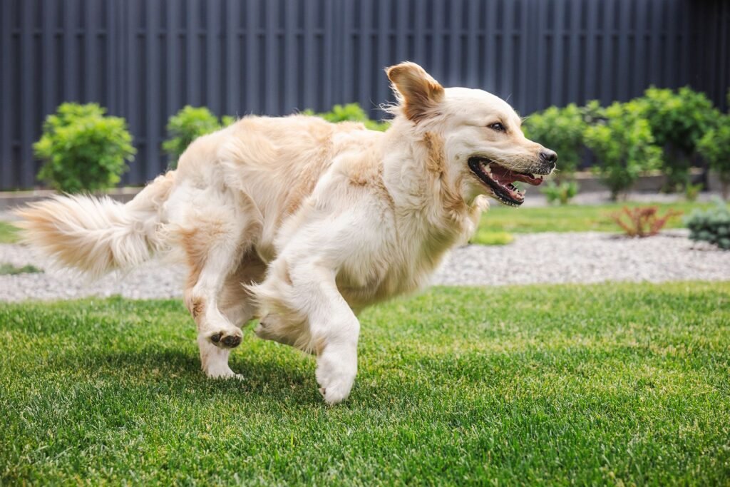 Dog-proof your dream lawn: Expert tips for beating urine burn, digging and mid-zoomies destruction
