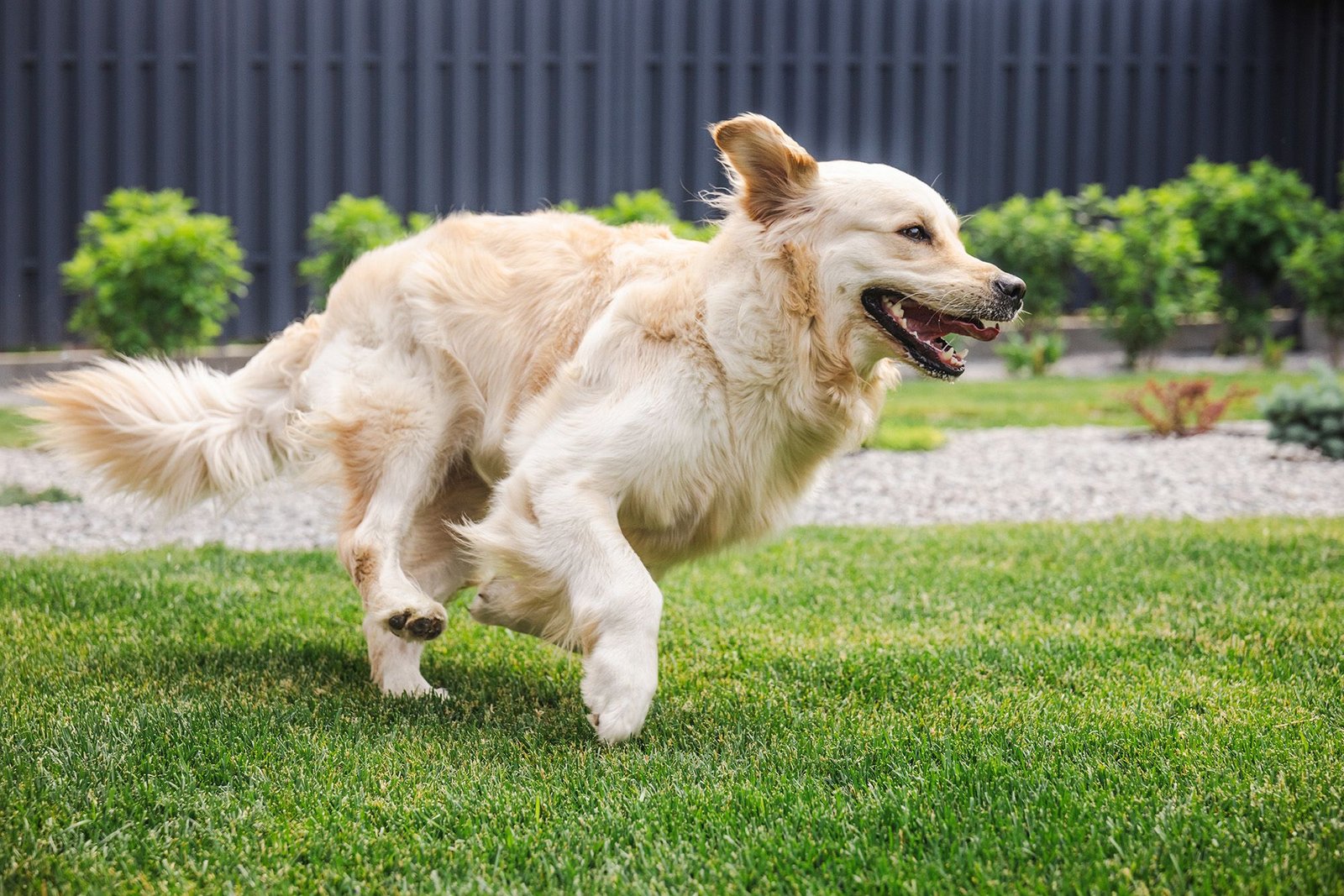 Dog-proof your dream lawn: Expert tips for beating urine burn, digging and mid-zoomies destruction