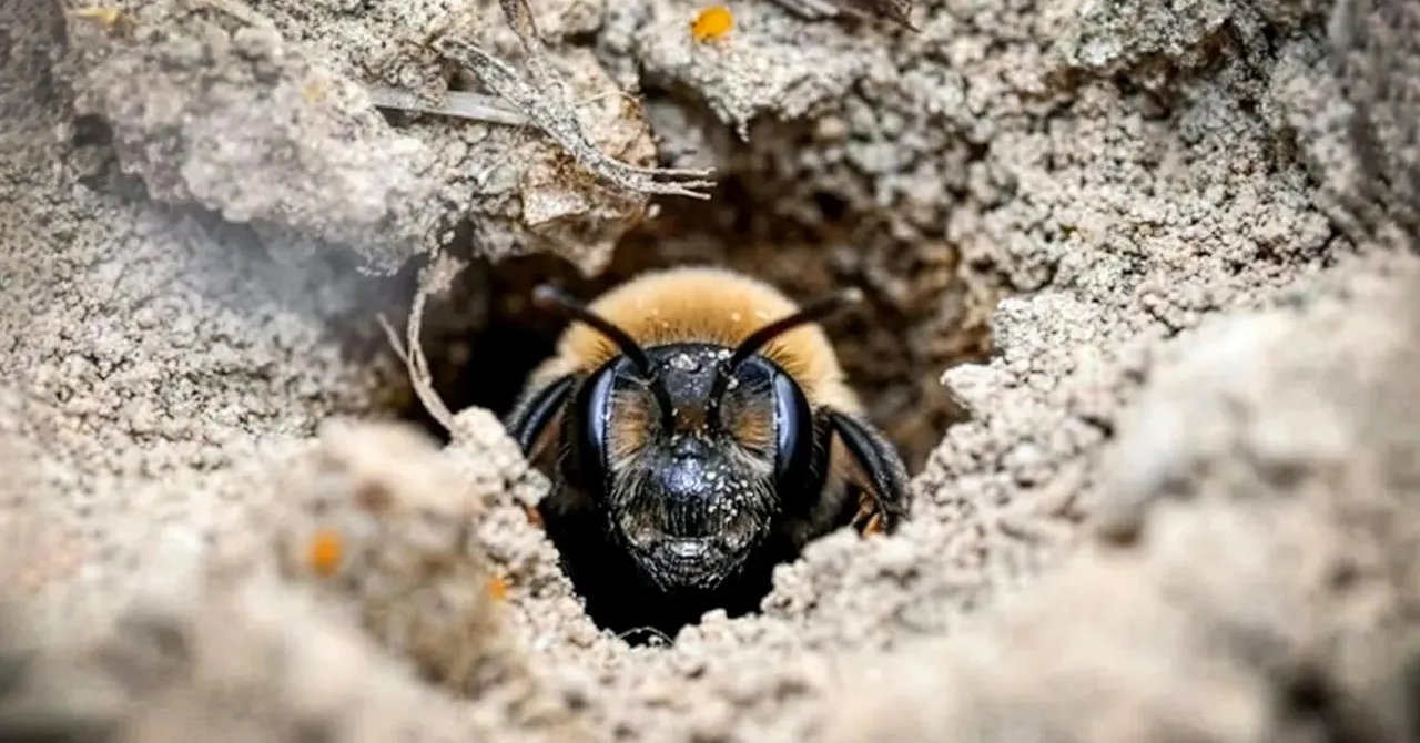 Millions of Bees Have Thrived Under a New York Cemetery for More Than a Century Millions of Bees Have Thrived Under a New York Cemetery for More Than a Century