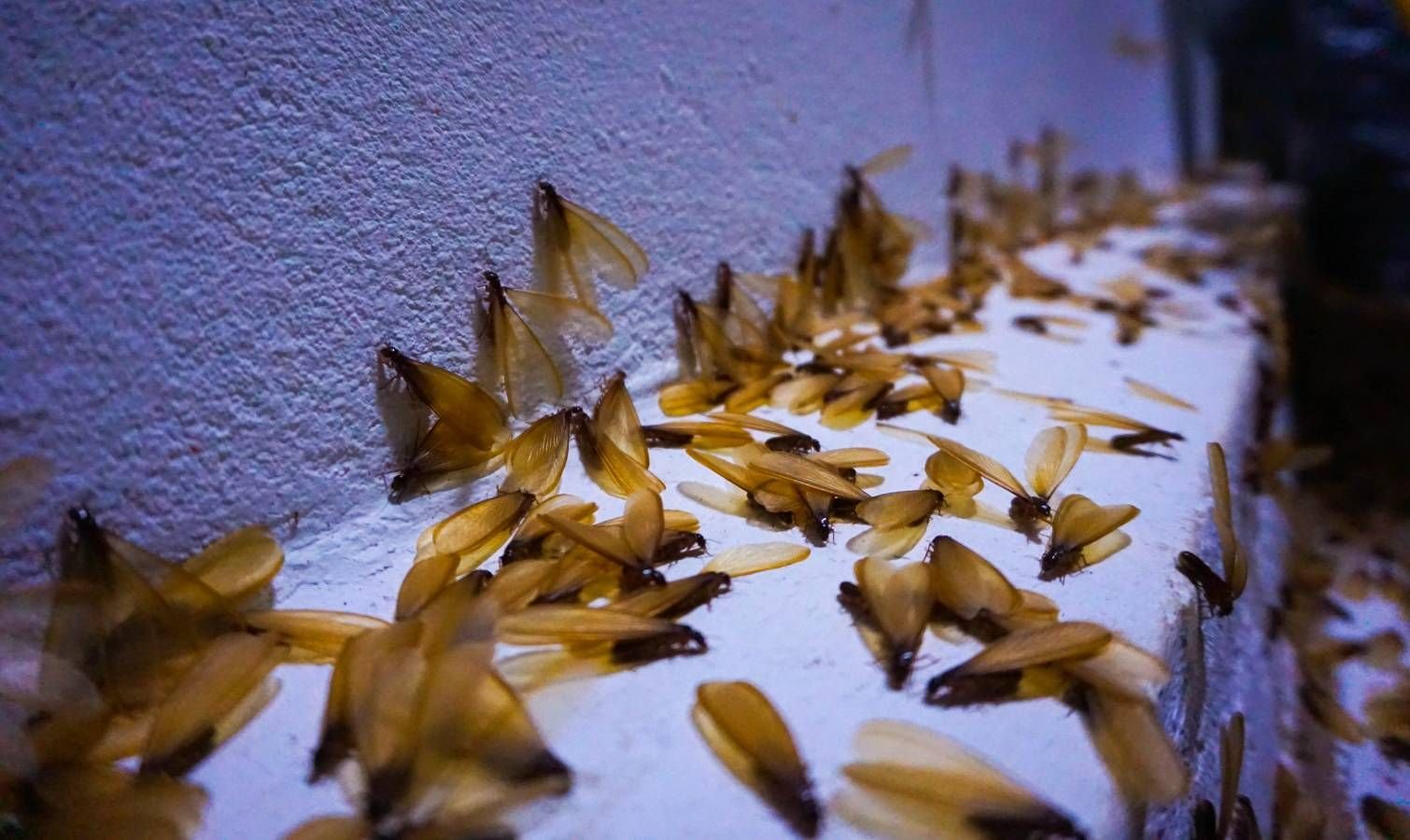Flying termites invading your home? Get rid of them fast Flying termites invading your home? Get rid of them fast