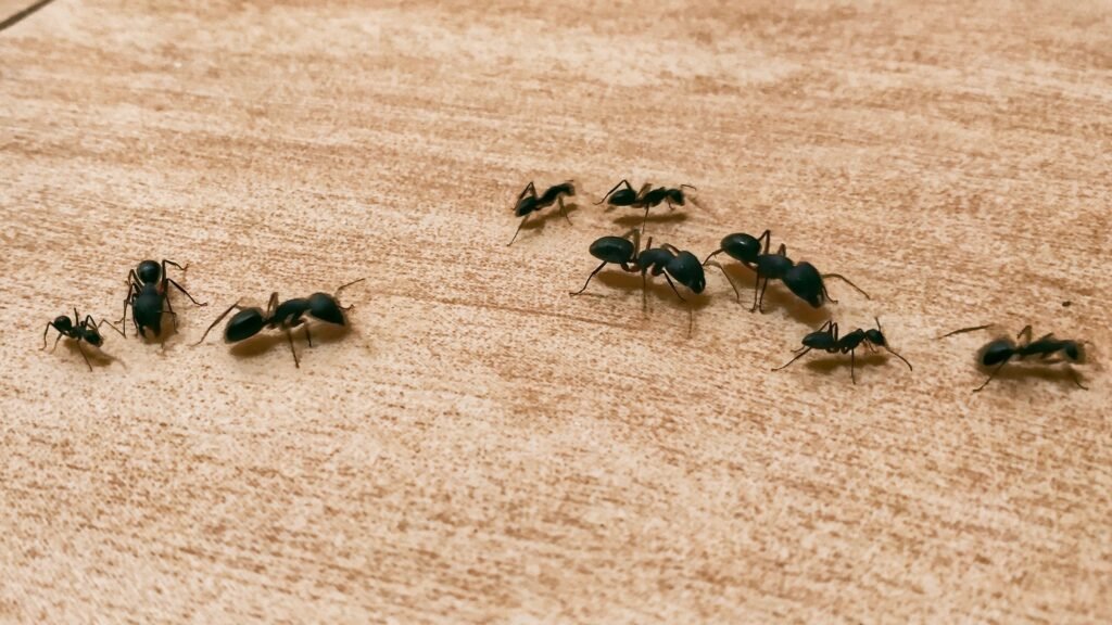 5 steps to stop carpenter ants before they infest your home