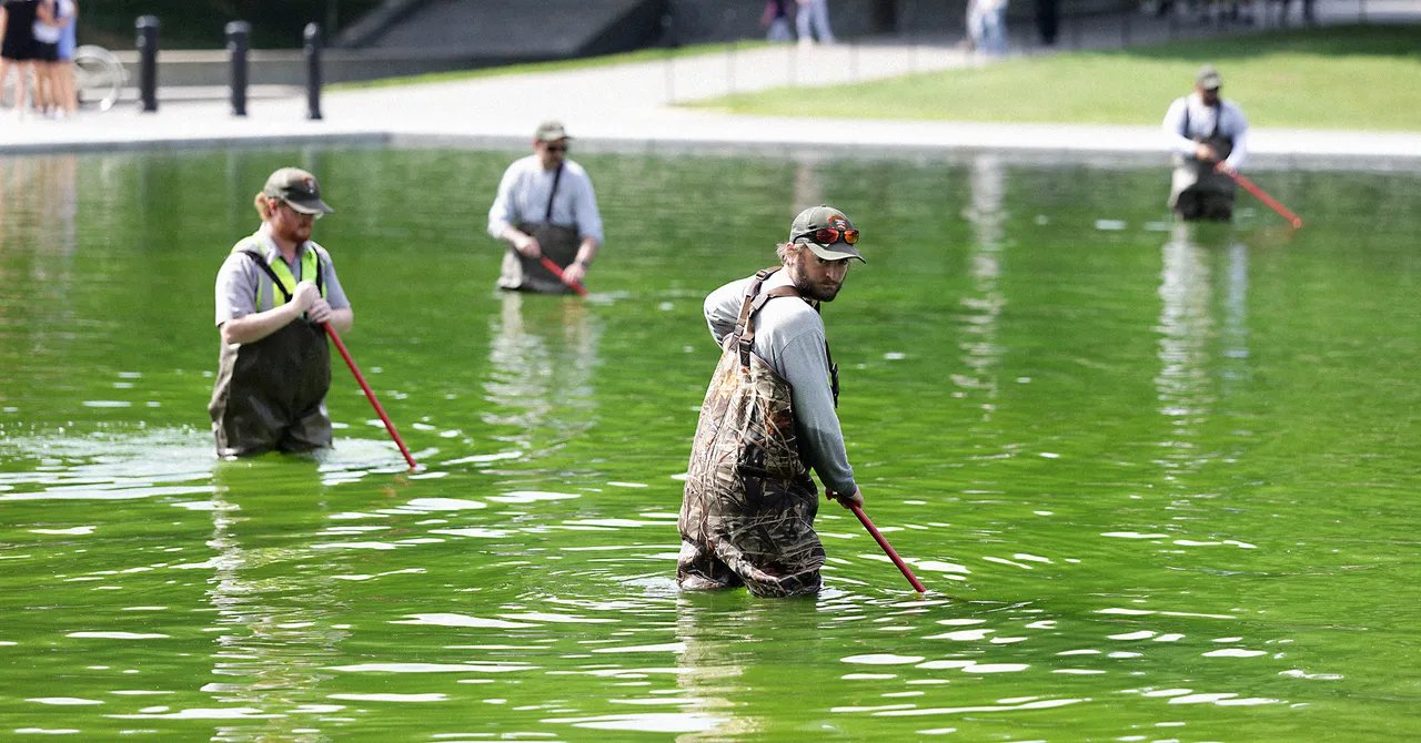 Why the Reflecting Pool Is Full of Algae After Trump’s Renovation Why the Reflecting Pool Is Full of Algae After Trump’s Renovation
