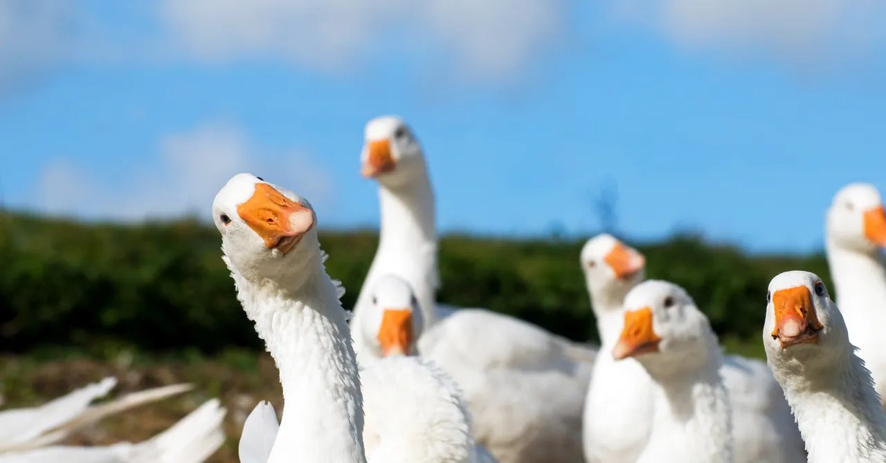 Goose, a New Gay Dating App, Appears to Be a Psyop Goose, a New Gay Dating App, Appears to Be a Psyop